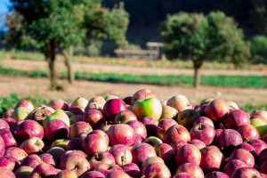 Apples at Riley's Farm